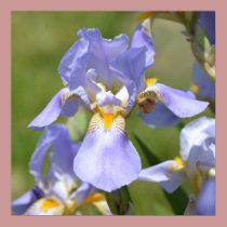 Iris in Spring posters