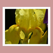 Iris in Spring posters
