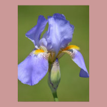 Iris in Spring posters