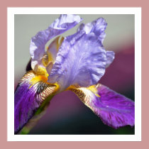 Iris in Spring posters