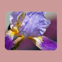 Iris in Spring magnets
