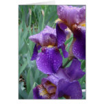 Iris in the rain cards