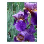 Iris in the rain postcard postcards