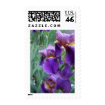 Iris in the rain stamps