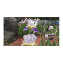 Iris in the Springtime Customized Photo Card