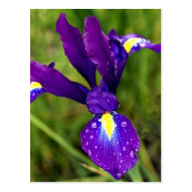 iris.jpg post cards