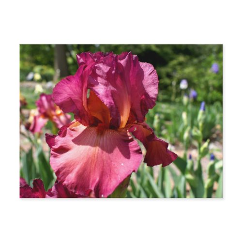 Iris-lady friend postcard