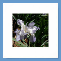 Iris Lighting posters