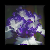 Iris magnet