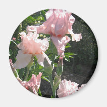Iris Magnets