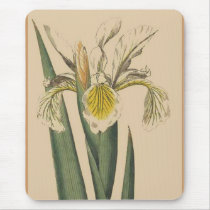 Iris ochroleuca mousepads by LisasLair Iris ochroleuca mousepads