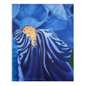 Iris on Canvas posters