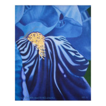 Iris on Canvas