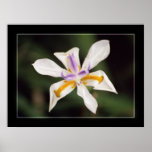 Iris Poster