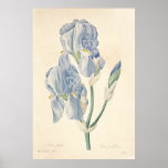 Iris Pale Poster posters