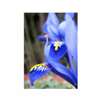 Iris Petals photo sculptures