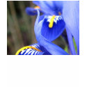 Iris Petals t-shirts