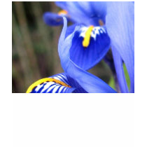 Iris Petals t-shirts