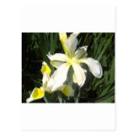 iris post card