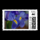 Iris Postage Stamp stamps