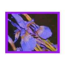 Iris Postcard postcards