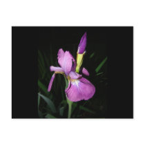  IRIS postcards