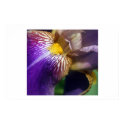 Iris posters