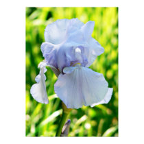 iris posters by curiouskiwi iris posters