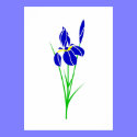 Iris posters