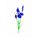 Iris posters by lonvig Iris posters