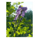 Iris posters by Shadowchaser Iris posters