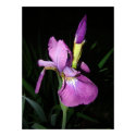 IRIS posters by MAPASUE IRIS posters
