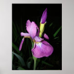 IRIS posters