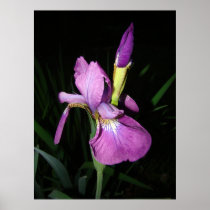  IRIS PRINT