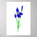 Iris posters