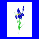 Iris posters
