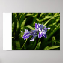 Iris Print