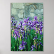 Iris Posters
