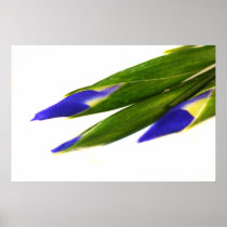 Iris Poster