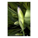 Iris posters by joeymagpie Iris posters