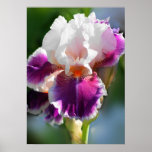 Iris Print