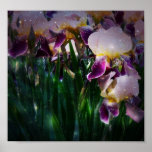 Iris Print