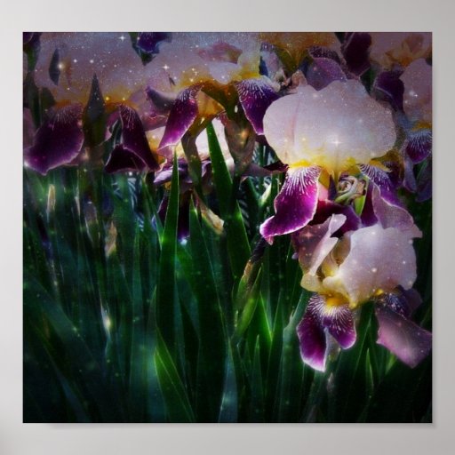 Iris Print