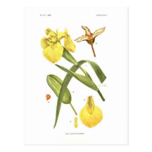 Iris pseudacorus post cards