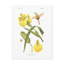 Iris pseudacorus post cards