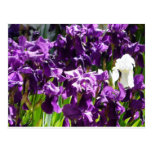 iris,purple 2 postcards