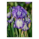 Iris Purple and White Cards