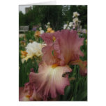 Iris splendor greeting card