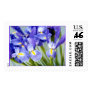 Iris "Spring" Photo