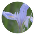 Iris Sticker by orglioness Iris Sticker